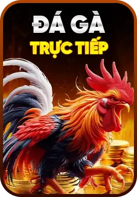 đá gà xvip
