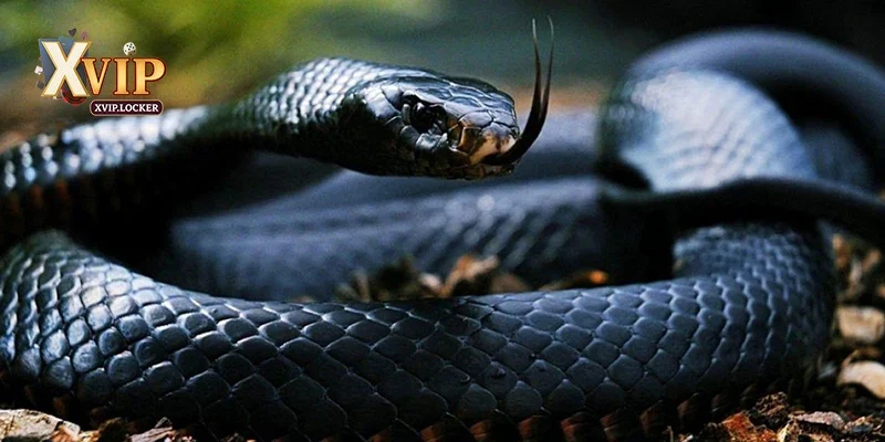 Nằm mơ thấy rắn đánh con gì?