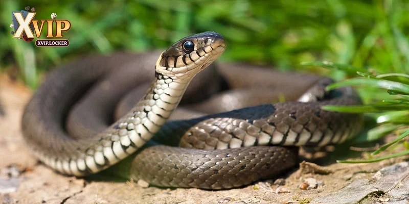 Nằm mơ thấy rắn đuổi nên đánh con 69